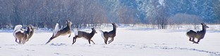Deer Sprinting Through Winter