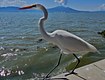 Egret, Lake Chapala