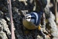 Nuthatch in the sun