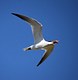 Caspian Tern with takeout
