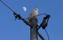 Snowy Owl under the moon