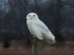 Snowy Owl, adult male