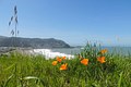 California poppies over Linda Mar
