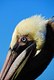 Brown Pelican close up
