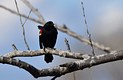 Redwing Blackbird male frames himself.