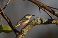 White Breasted Nuthatch at golden hour