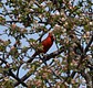 Male Cardinal in apple blossoms