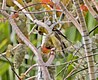 Goldfinches, Mexico