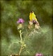 Goldfinch with thistle