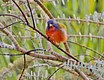 Just couldn't get enough of this Painted Bunting