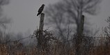 Northern Harrier on a gray day.