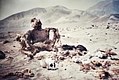 Skeleton at Nazca burial site 