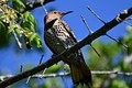 Northern Flicker appears