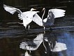 Great Egret pair