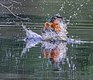 Kingfisher, taking a bath, Veendam, Netherlands