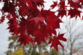 Leaves of Red: 1