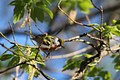 Chestnut-Sided Warbler (Spring)