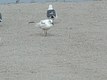 Glaucous Gull (with Herring Gulls, Least Sandpiper)