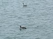 Red-Throated Loon (with Western Grebe)