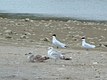 Caspian Terns (with Western Gulls)
