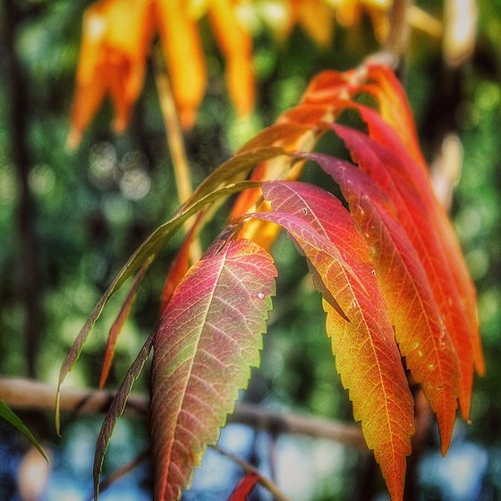 Photography: Autumn