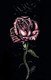 "A Pink Rose at Night" #1