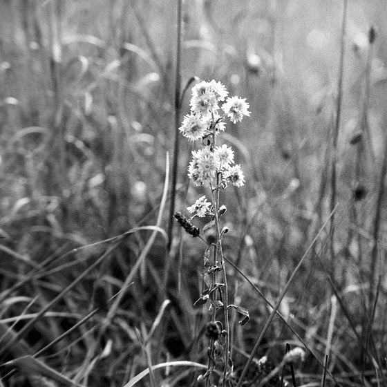 Some Field in PA on 35mm