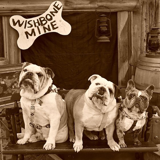 The Wishbone Mine 2025
